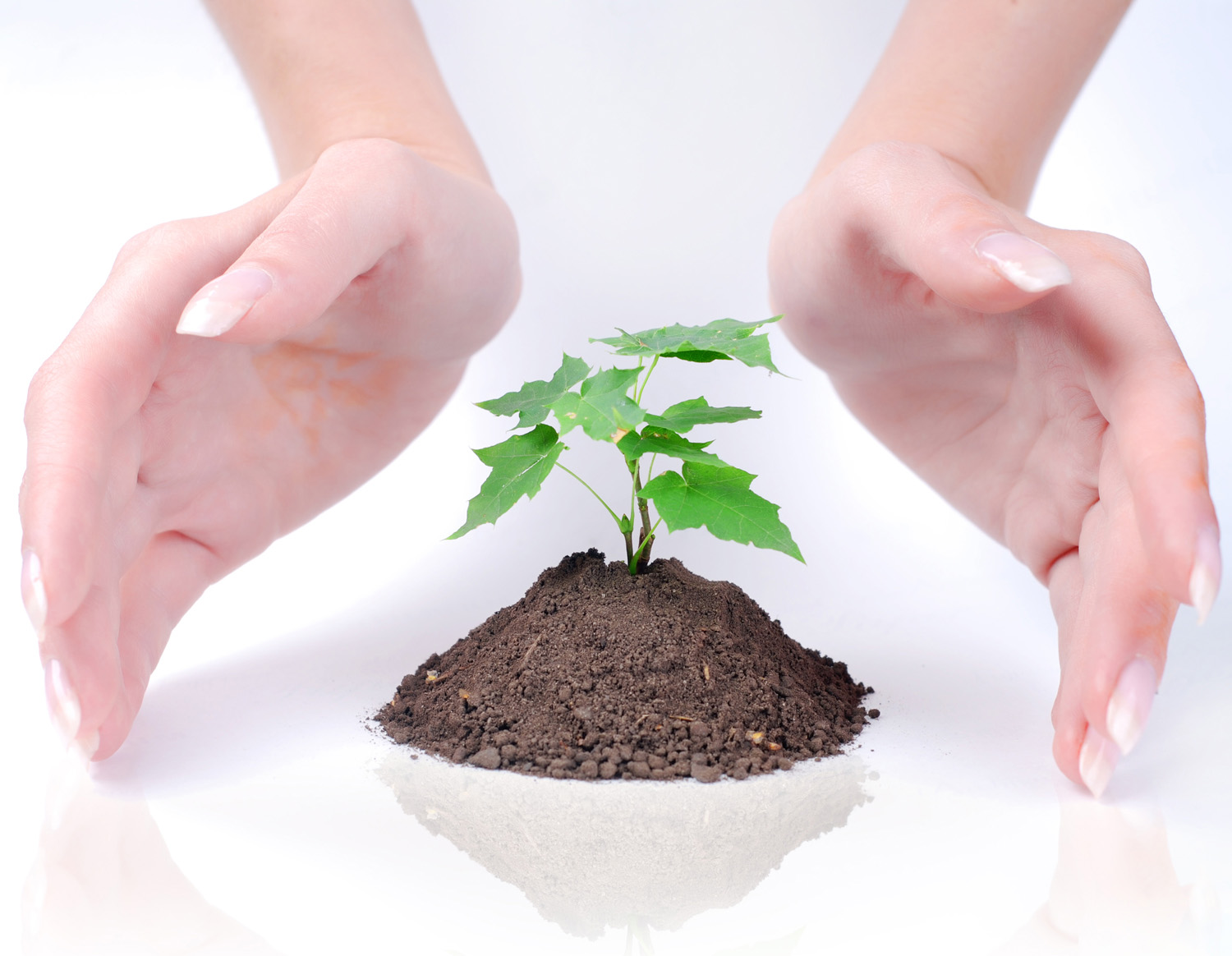 Hands of young woman protect a green sprout